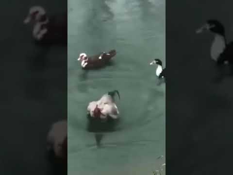 الديك عاش التجربه مع البط وفشل 