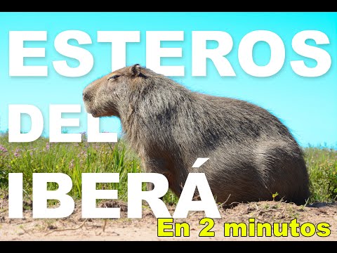 ESTEROS DEL IBERA en 2 minutos - Corrientes, Argentina.
