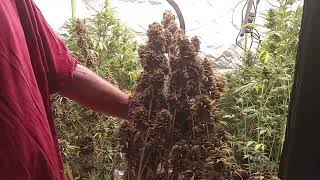 June 26th update JACKASHS Purple Mindset Autoflower Grow along chop day@growersmindset #growmiegang