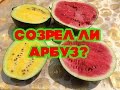 Созрел  ли арбуз? Как узнать, что арбуз поспел?  (Как определить созрел ли арбуз на грядке).