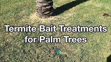 How to Instal Termite Bait Stations Around Trees: Part 2 Palm Trees