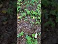 Як збирати гриби веселка