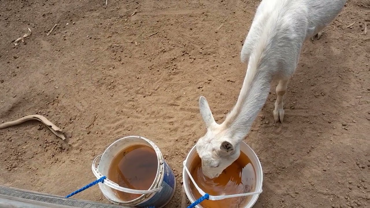 Mais um vídeo simples pra vcs do sitio boa sorte