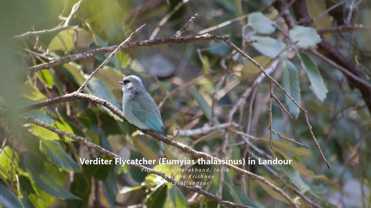 Verditer Flycatcher (Eumyias thalassinus) in Landour 
