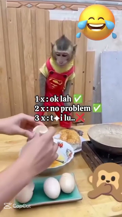 He’s safe but FURIOUS! 🤬 Human breaks eggs on his head—and he’s not having it! 😂🥚 #RobThrasher