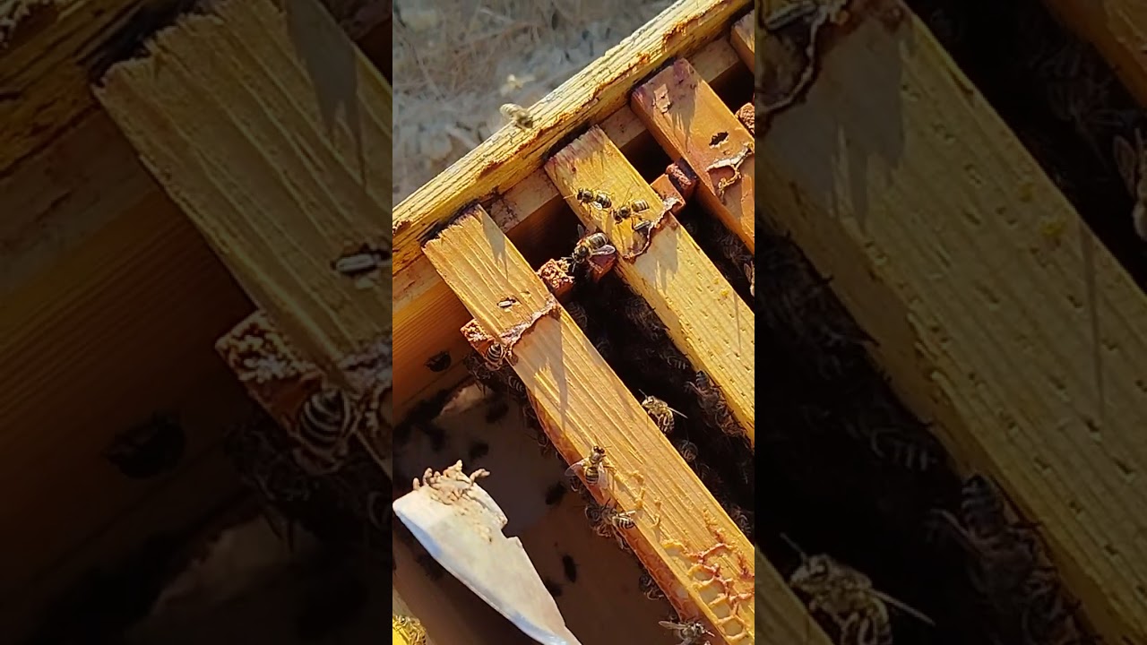 مراقبة تقدم الخلايا #هل نستطيع إضافة شمع الأساس