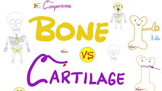 Bone 🦴 vs Cartilage | Comparisons Series