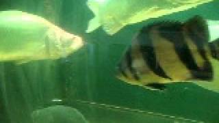 MVI_6027.AVI