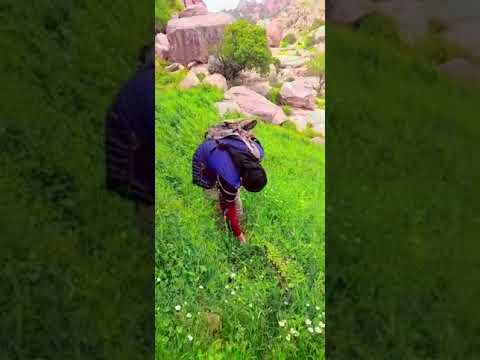 محميه الطفيله القادسيه حصان الخوالده