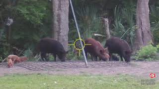 2021 Hog Hunting w/ATN scope in Texas
