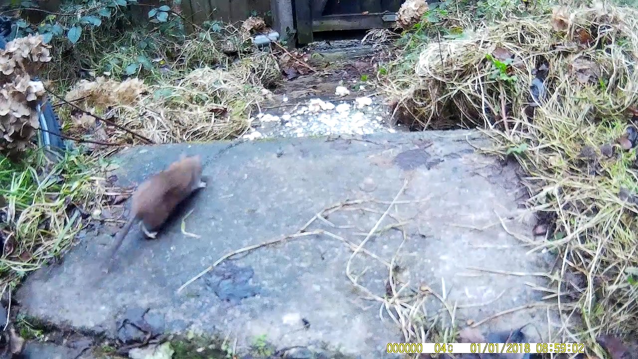 IMAG0209 - YouTube