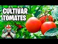 Cultivar TOMATES!! 🍅 Ojalá hubiera conocido Antes este Método | La Huerta de Ivan