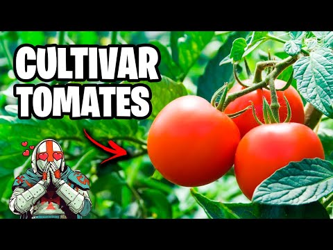 Cultivar TOMATES!! 🍅 Ojalá hubiera conocido Antes este Método 