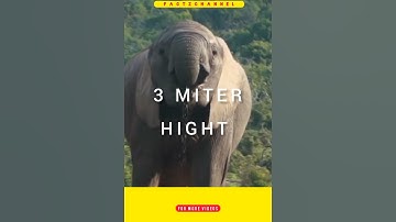 Amazing Facts About Elephants | FactzChannel | #Shorts