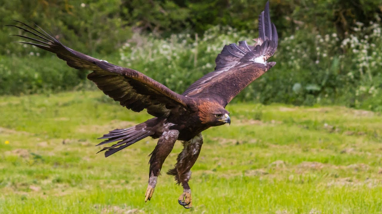 Golden Eagle Facts Nesting And Habitats The Birds Of Prey YouTube