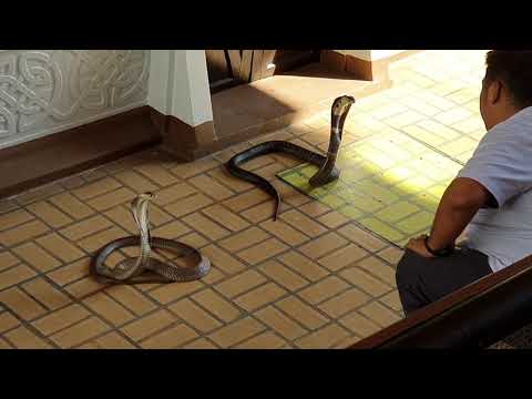 Siamese Cobras at Bangkok Snake Farm