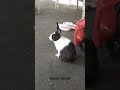 #rabbit #shorts