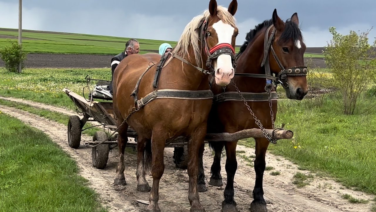 Мая та Гніда в парі🔥Мая кобила на продажу👍Потужна пара кобил💪Тернопільські коні💣