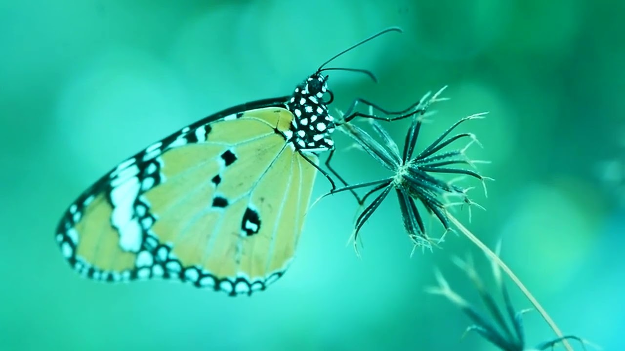 Afterlife - Mono No Aware (Meditation Mix)