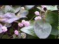 カバープランツ図鑑「ポリゴナム」ヒメツルソバCover plants