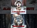 Alaskan Malamute vs Snow Leopard (Black Panther, Puma, Tiger,......)