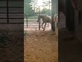 Horse cant wait opens gate