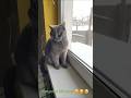 Кицюня #cat #cats #кот #catvideos #україна