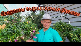Secrets of growing fuchsia. How to propagate Fuchsias. How to save fuchsia.