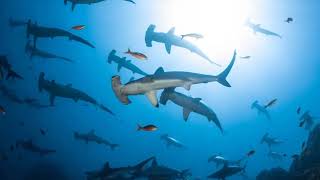 Hammerhead Sharks: Mysteries of the Ocean’s Apex Predator | Fascinating Facts & Behavior