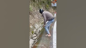 Bắt rắn hổ chúa có sao không #shortvideo #dongvat #thưgiãn #animals #snake #thegioidongvat #shorts