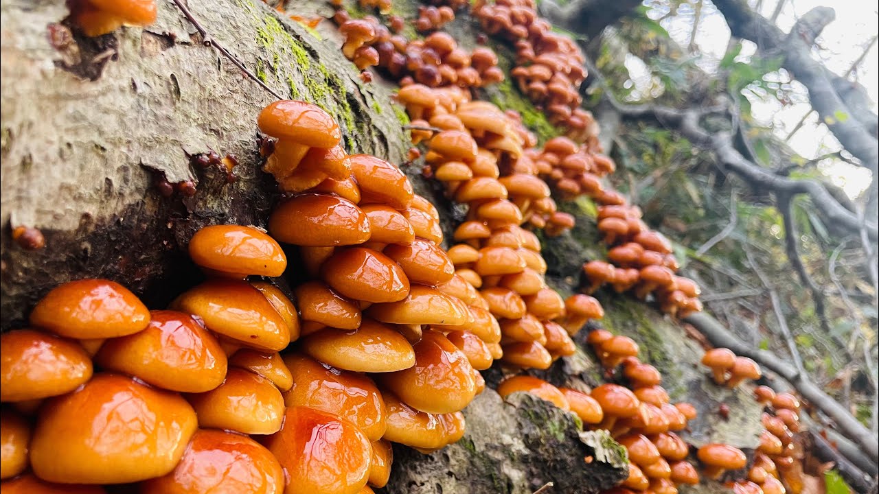 きのこ】絶品なめこに出会えた - YouTube