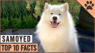 Samoyed Dog Breed  Top 10 Facts | Dog World