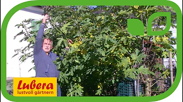 Was tun mit unreifen Feigen am Baum?