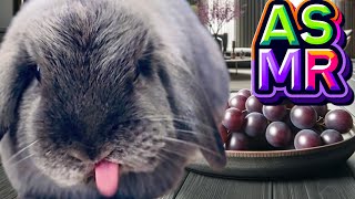 Rabbit Eating Grapes ASMR by Bella & Blondie Bunny Rabbits 927 views 11 days ago 1 minute, 34 seconds