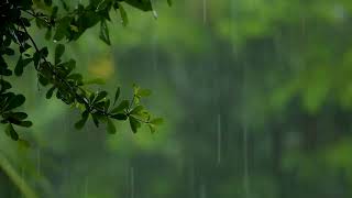 Gentle Night Rain 12 HOURS Rain Sounds for Sleeping - Rainforest Rain to Sleep Fast \& End Insomnia