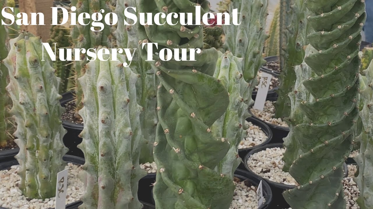 San Diego Succulent Nurseries: Rojas, Oasis, & Waterwise.