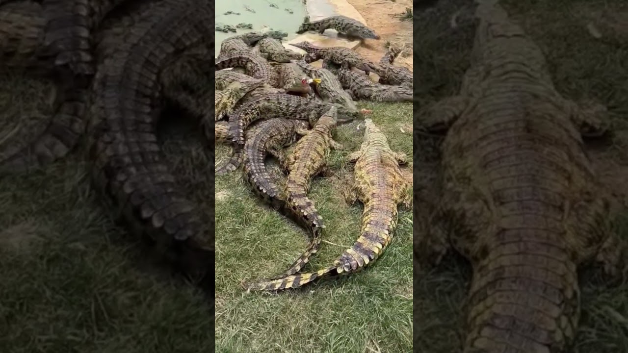 Duck Tear apart violently by Crocodiles