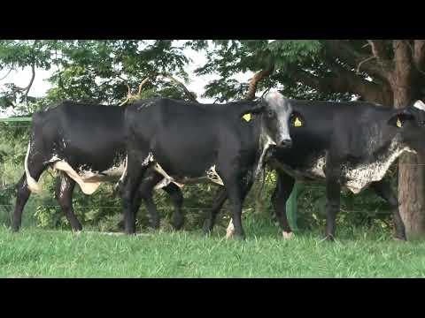 LOTE 123   FAZENDA SANTA LUZIA