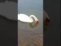 Белый Лебедь на пруду