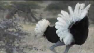 Life Cheetahs Hunt Ostrich Challenges of Life