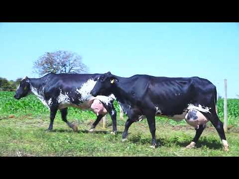 LOTE 19 Falante 2791-CC Hieda 1889-AT