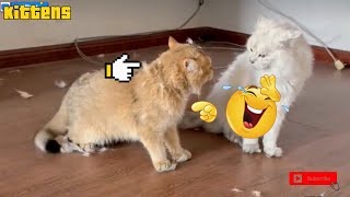 Download Lagu NGAKAK 😂 Kucing Lucu  Lagi Berantem Bikin Geger Satu Komplek 😱 Cute Cat ♥️ Funny cats videos 🤣 MP3 Download Lagu NGAKAK 😂 Kucing Lucu  Lagi Berantem Bikin Geger Satu Komplek 😱 Cute Cat ♥️ Funny cats videos 🤣 MP3