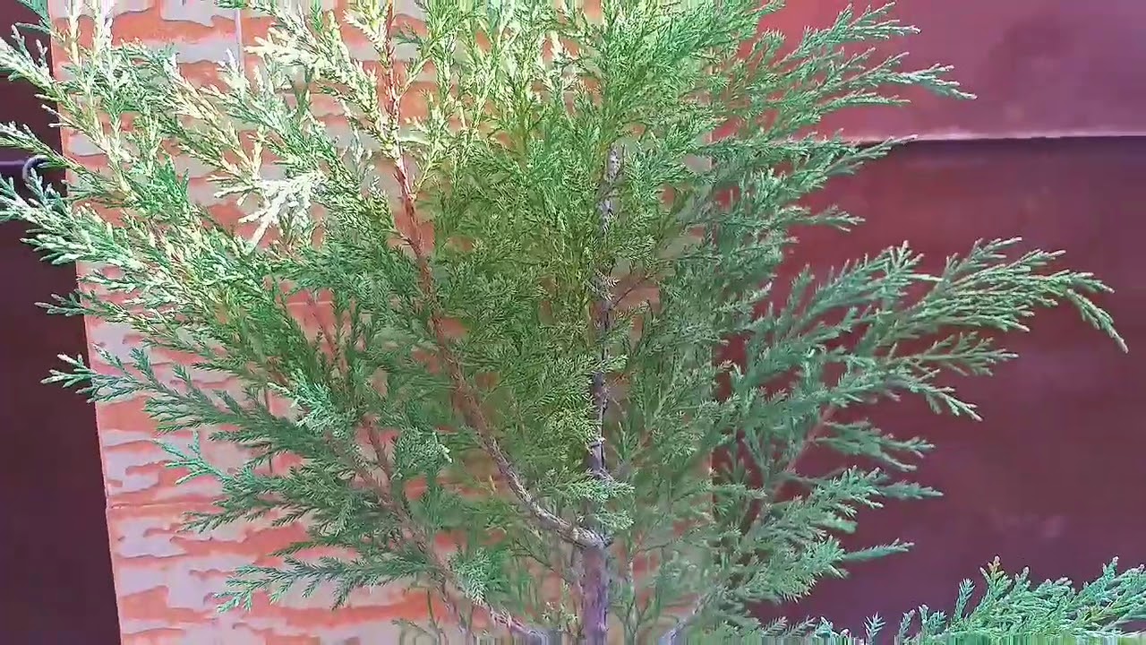 care of thuja plant thuja occidentalis care of mor pankh plant morpankh thujaplant gardening youtube youtube