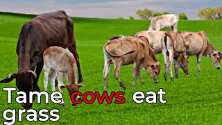 Tame cows eat grass until they get caught in the rain