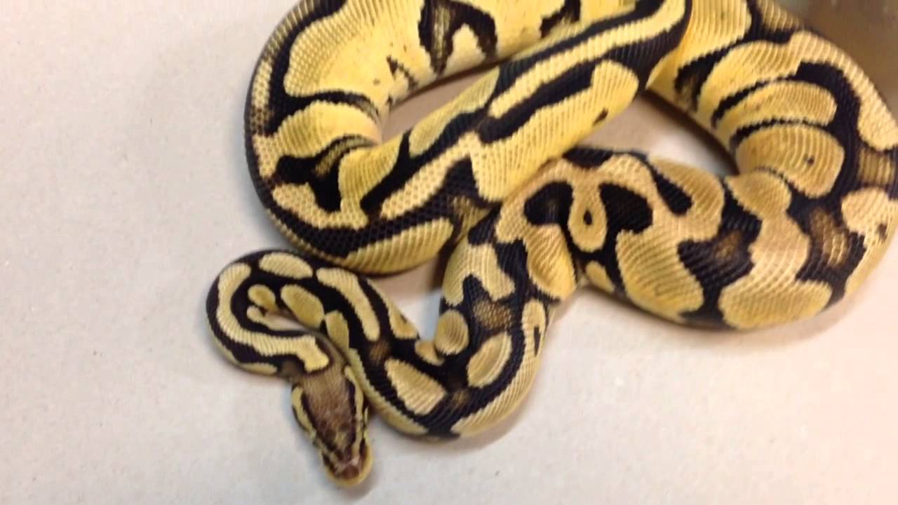 eggs florentine Back Home