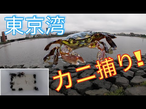 東京湾カニ捕り チヌ釣り用のカニ餌捕りました 初心者が京浜運河でチヌを狙う Youtube