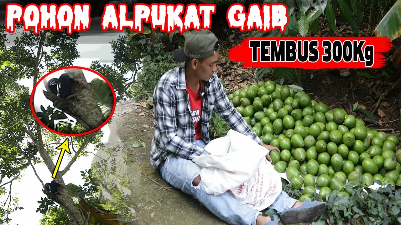PANEN ALPUKAT 300 Kg 1 POHON 😱 ISTIMEWA SEKALI POHON INI ‼️