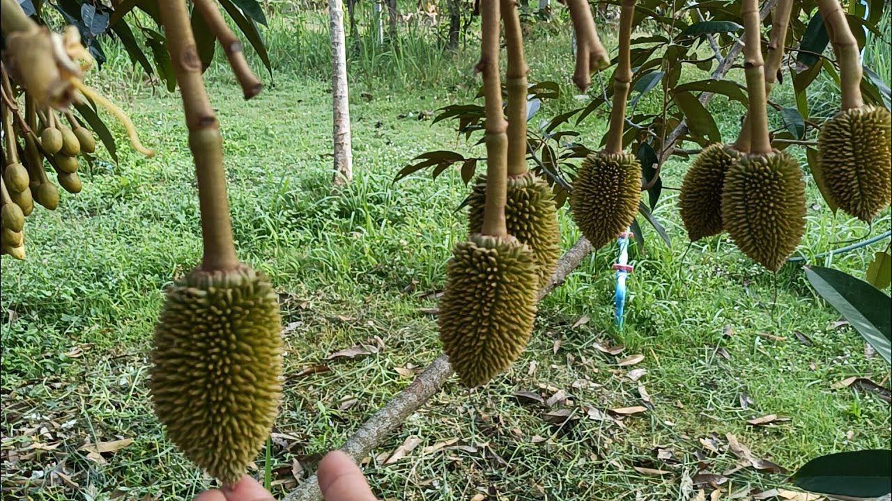 มองอนาคตทุเรียนบ้านเนินแล้งเศร้า ยอดอ่อนมาตรึม และลูกเริ่มทะยอยร่วงหล่น 