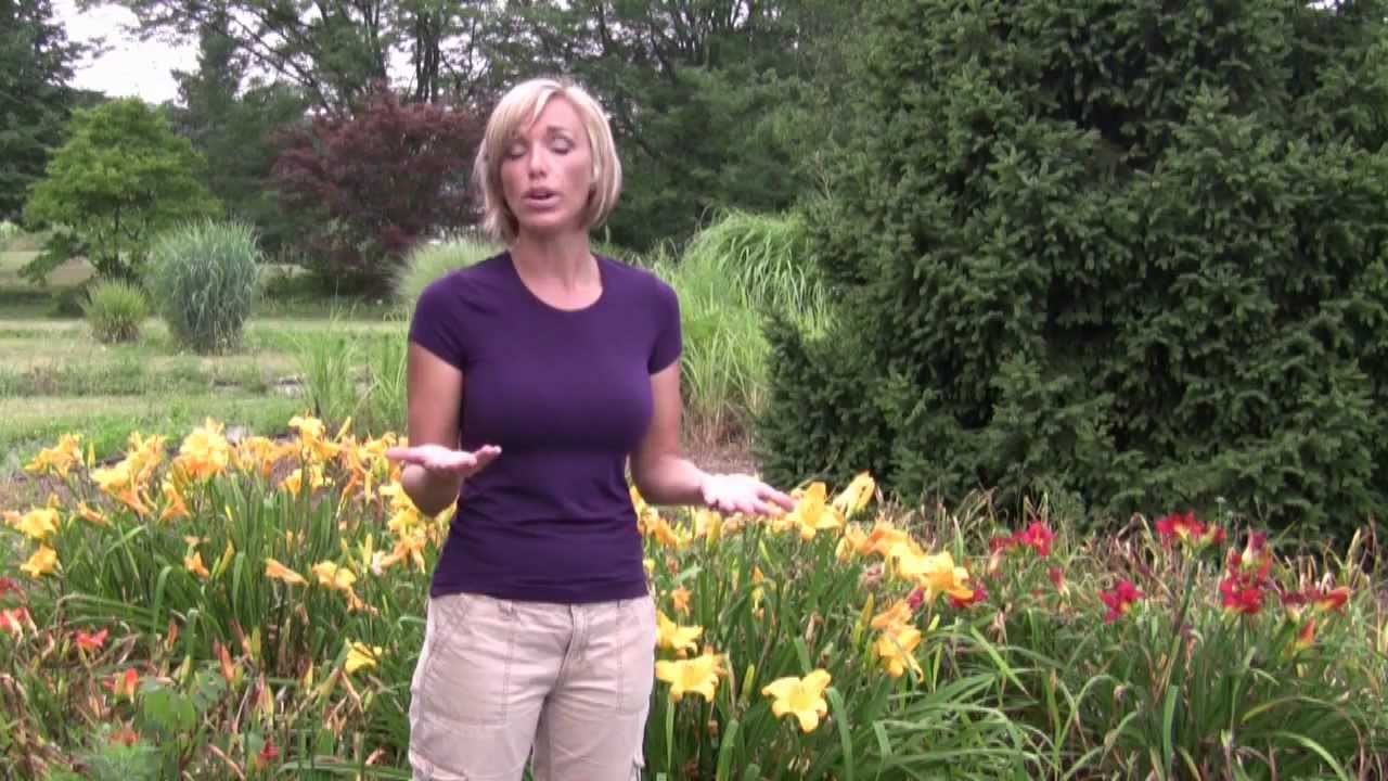 camera iphone 8 plus apk How to Find the Perfect Daylily for Your Garden - Step-By-Step Gardening