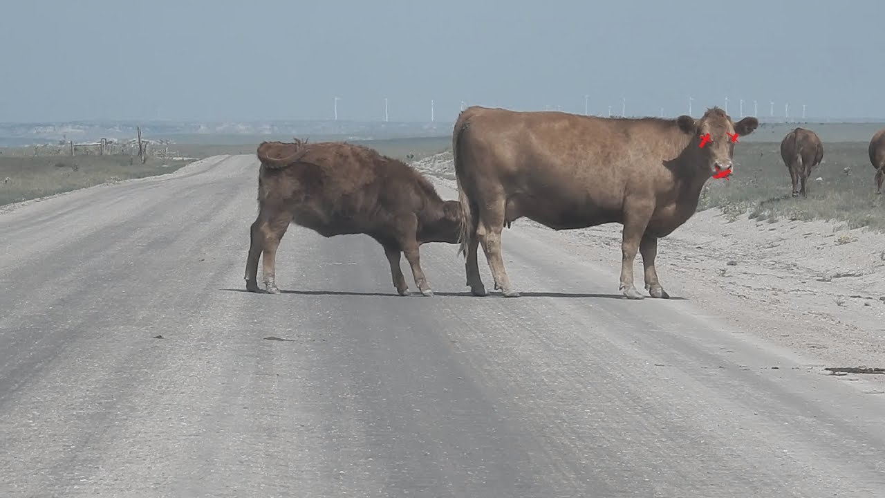 FOR MY PEOPLE THAT DON'T HAVE INSTAGRAM...TRAP EDIT COMPILATION SMOKE_N_CARS ft. Big Erskine